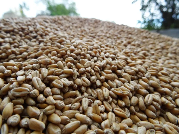 Grown crop of cereals, wheat seeds close-up