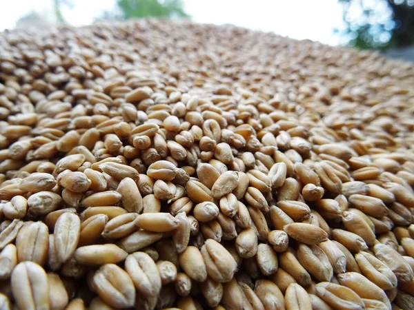 Grown crop of cereals, wheat seeds close-up