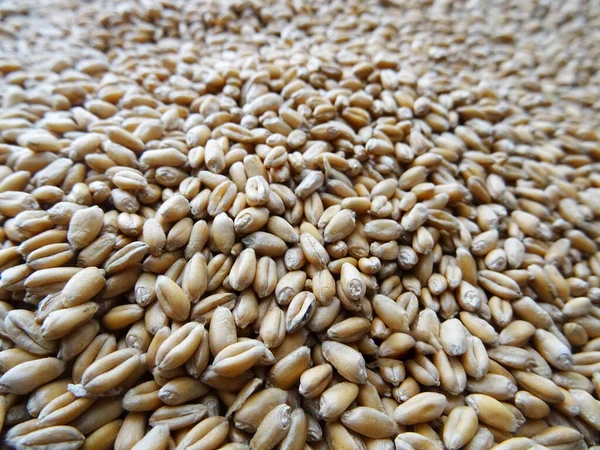 Grown crop of cereals, wheat seeds close-up