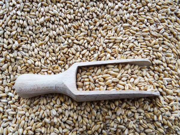 Grown crop of cereals, wheat seeds close-up