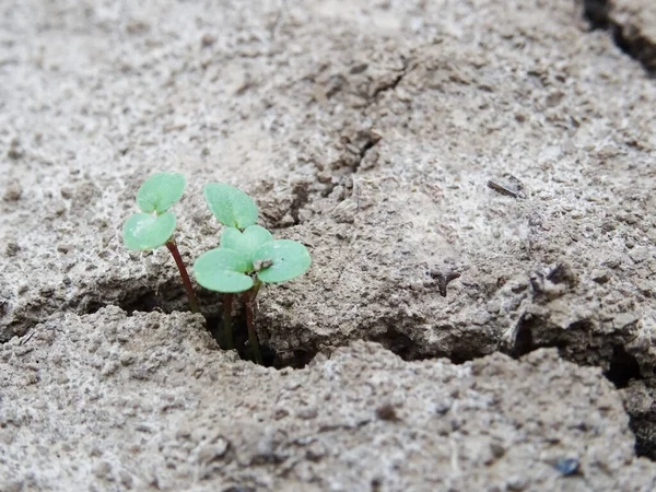 Solo Seco Campo Consequências Aquecimento Global Rachaduras Solo — Fotografia de Stock