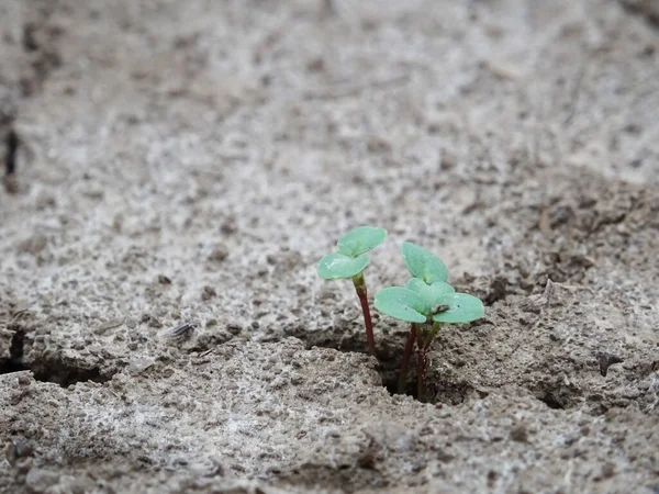 Dry soil in the field, the consequences of global warming, cracks in the soil