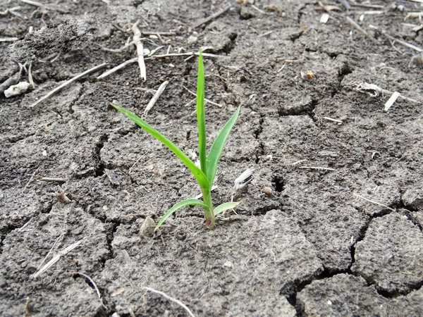 Dry soil in the field, the consequences of global warming, cracks in the soil