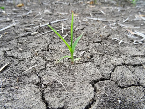 Dry soil in the field, the consequences of global warming, cracks in the soil