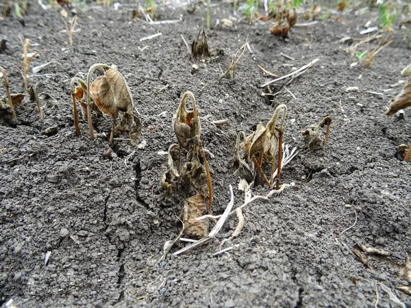Sojabönsodling Förstörd Grund Torka Fältet — Stockfoto