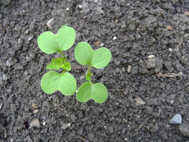 Doğal koşullarda yetişen hardal, genç hardal bitkileri