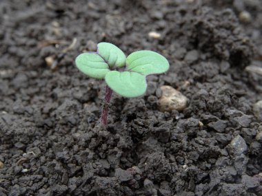 Doğal koşullarda yetişen hardal, genç hardal bitkileri
