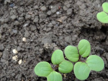 Doğal koşullarda yetişen hardal, genç hardal bitkileri