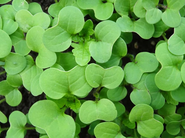 Growing Mustard Natural Conditions Young Mustard Plants — Stock Photo, Image