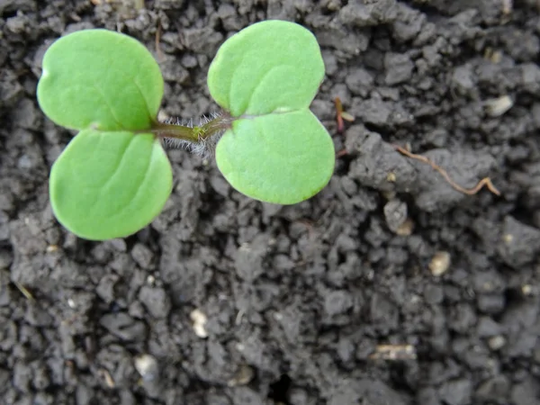 Mostarda Crescimento Condições Naturais Plantas Jovens Mostarda — Fotografia de Stock