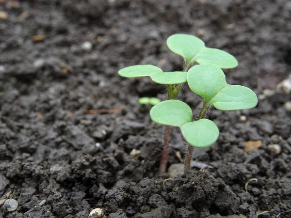 Mostarda Crescimento Condições Naturais Plantas Jovens Mostarda — Fotografia de Stock