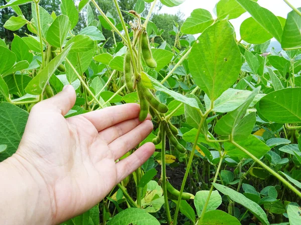 Cultivo Soja Condições Naturais Plantas Com Flores Feijão — Fotografia de Stock