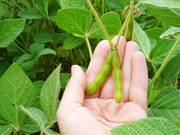 Cultivo Soja Condições Naturais Plantas Com Flores Feijão — Fotografia de Stock