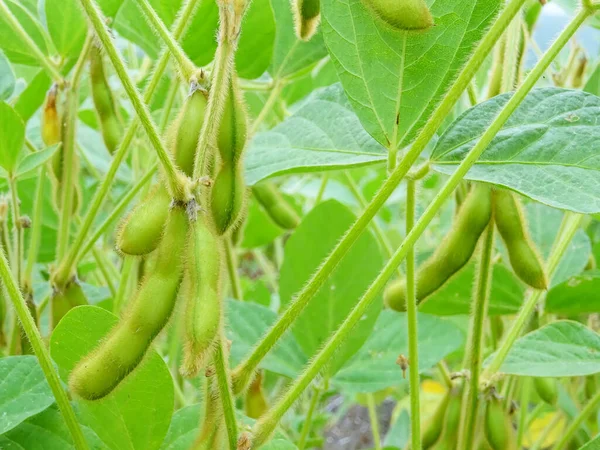 Sojabonen Telen Natuurlijke Omstandigheden Planten Met Bloemen Bonen Stockafbeelding