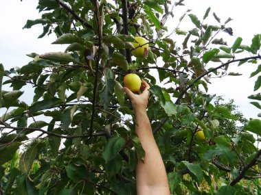 Bahçede olgun elmalar, elma hasatı.