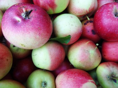 Bahçede olgun elmalar, elma hasatı.