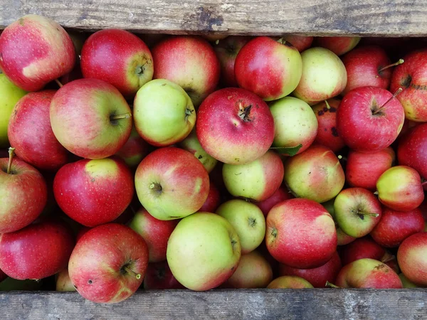 花园里成熟的苹果 收获苹果 — 图库照片