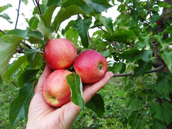 花园里成熟的苹果 收获苹果 — 图库照片