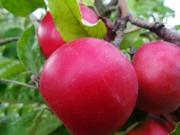 Manzanas Maduras Jardín Cosechando Manzanas — Foto de Stock