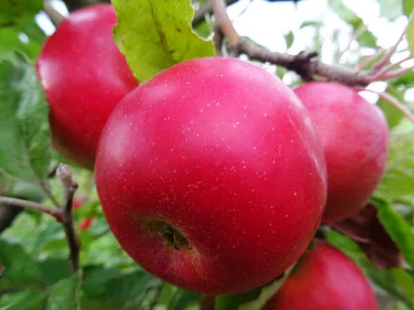 Manzanas Maduras Jardín Cosechando Manzanas — Foto de Stock