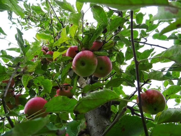 Ripe apples in the garden, harvesting apples