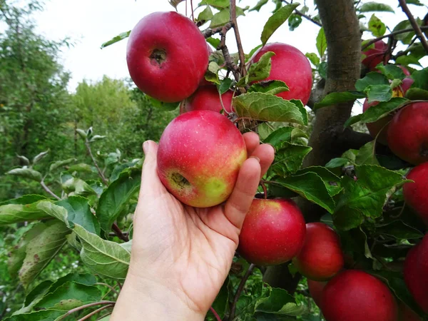 Ripe apples in the garden, harvesting apples