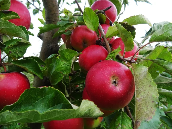 Ripe apples in the garden, harvesting apples