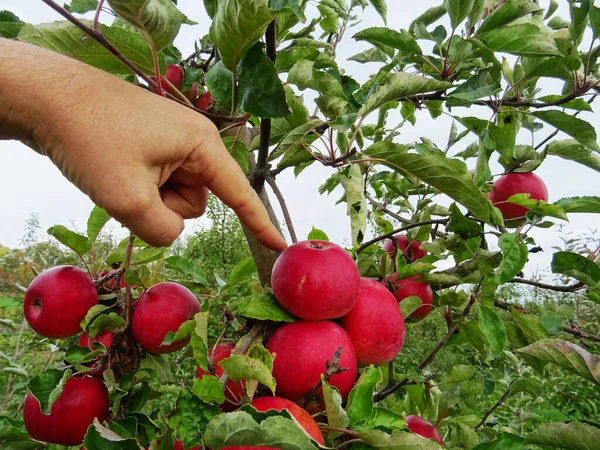 Ripe apples in the garden, harvesting apples