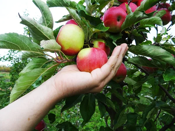 花园里成熟的苹果 收获苹果 — 图库照片