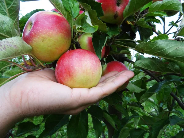 Ripe apples in the garden, harvesting apples