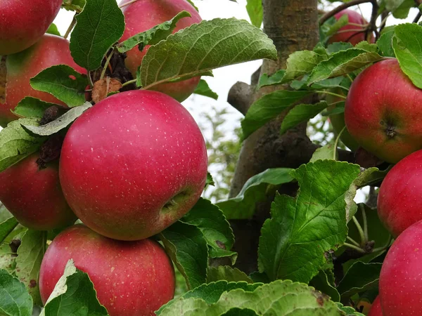 花园里成熟的苹果 收获苹果 — 图库照片