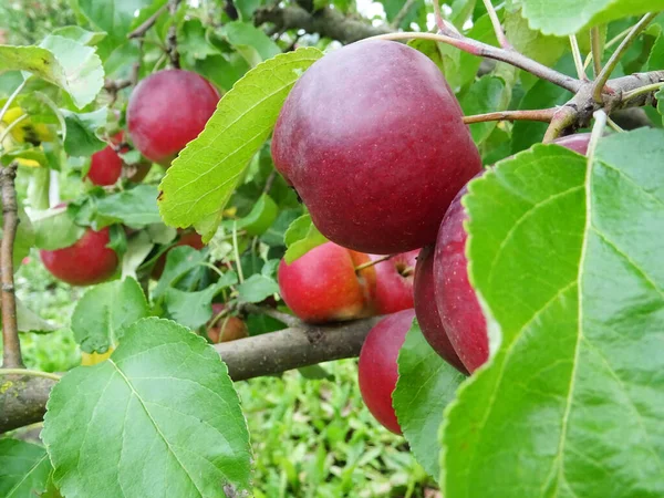 庭でリンゴを熟し リンゴを収穫する — ストック写真