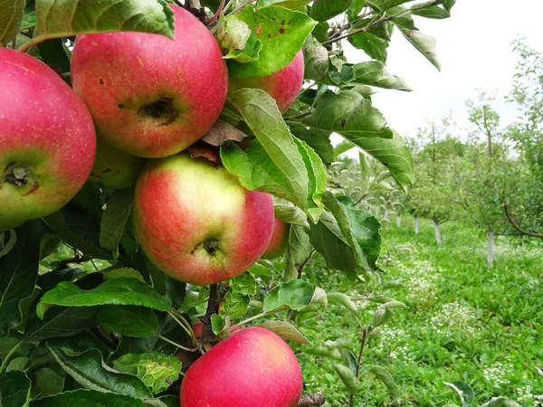 Ripe apples in the garden, harvesting apples