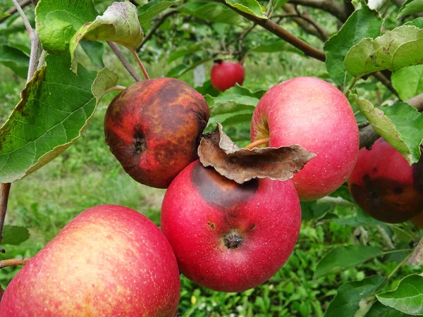 Enfermedades Del Jardín Cosecha Estropeada Manzanas Árbol — Foto de Stock