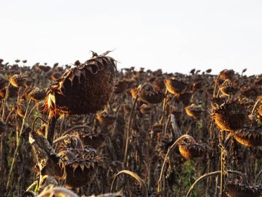 Tarlada olgun ayçiçeği hasadı, petrol üretimi için tohumlarla dolu sepetler.