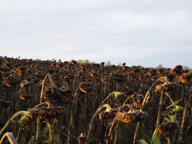 Tarlada olgun ayçiçeği hasadı, petrol üretimi için tohumlarla dolu sepetler.