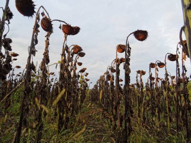 Tarlada olgun ayçiçeği hasadı, petrol üretimi için tohumlarla dolu sepetler.