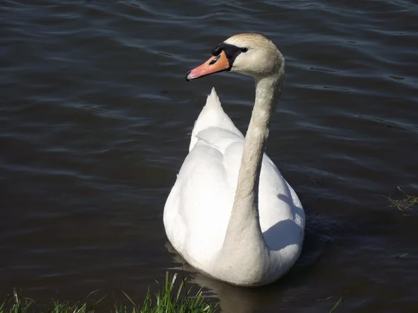 His Excellency Swan I.jpg — Stock Photo, Image
