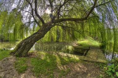 ağacın altında bahar