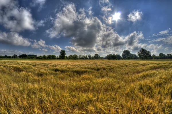 Field of gold — Stock Photo, Image