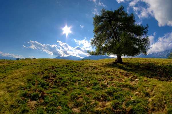 Солнце и дерево — стоковое фото