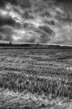ricefield siyah beyaz
