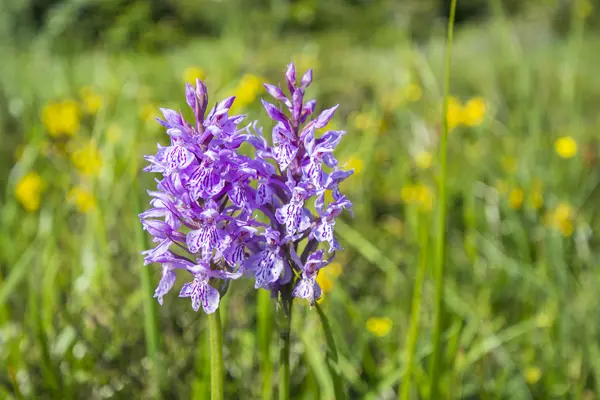 bahar çiçekleri ve güneş