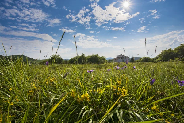 Fiori primaverili e sole — Foto Stock