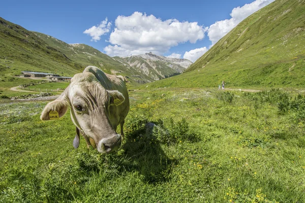 Berg koe — Stockfoto