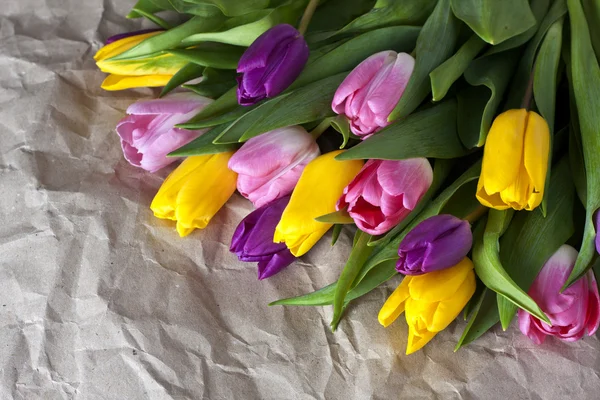 Tulips — Stock Photo, Image