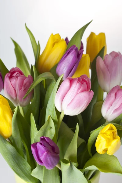 Tulips — Stock Photo, Image