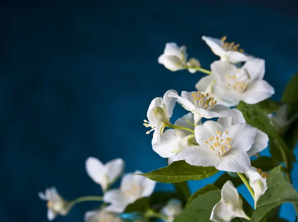 Jasmine — Stock Photo, Image