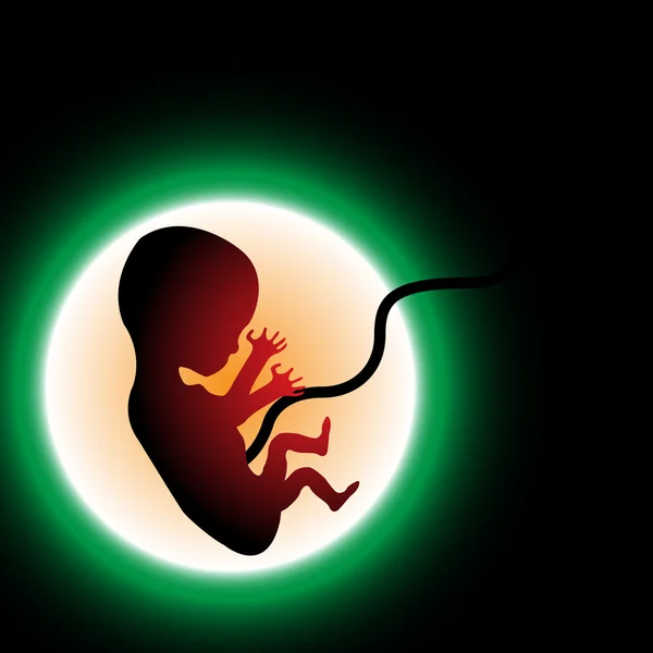 Ongeboren kind — Stockvector
