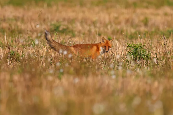 Wild fox hunts mice in the field